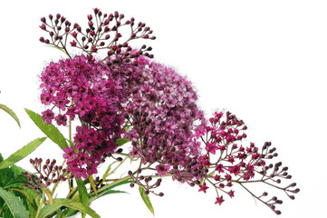 Fleurs de la spirée japonaise
