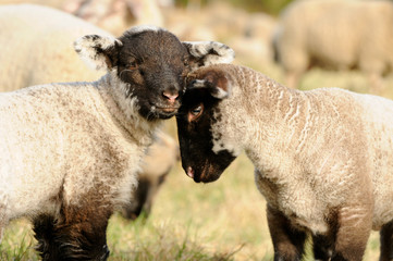 Zwei Schafsl&auml;mmer