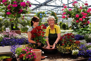young and senior female gardener in the greenhouse