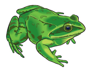 Vektronyj drawing of a frog