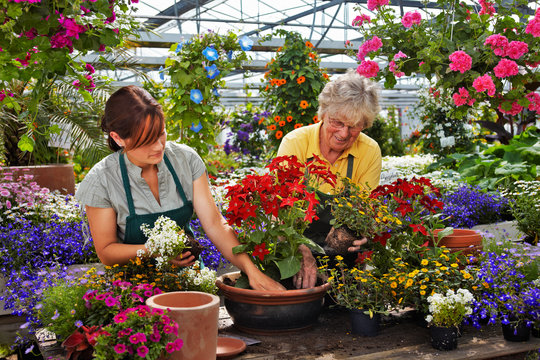 young and senior female gardener in the greenhouse