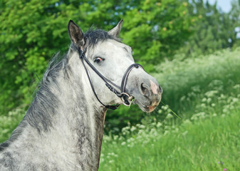 Fototapeta premium portrait of grey horse
