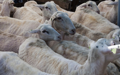 Flock of sheared sheep with