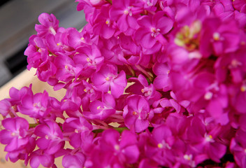 beautiful pink orchid flower