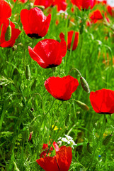 poppies on green field