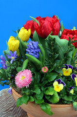 Frühlingsblumen