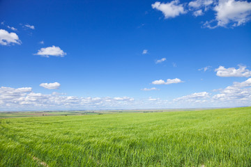 Green wheat fields agains deep blue sky