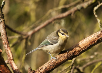 Obraz premium baby great tit hunched up