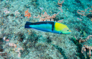 Male Yellowheaad Wrasse swimming near a reef.