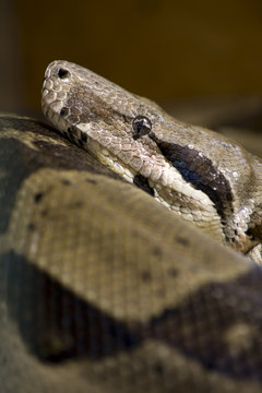 Boa constrictor imperator