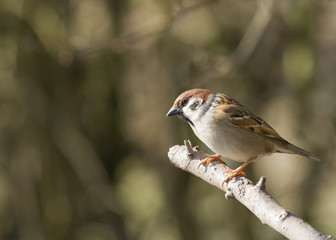 Tree Sparrow ( Passer montanus)