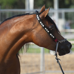 cavallo arabo