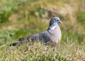 Woodpigeon ( Columba oenas )