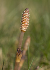 Field Horsetail