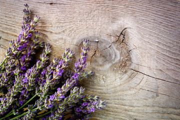 Fresh lavender
