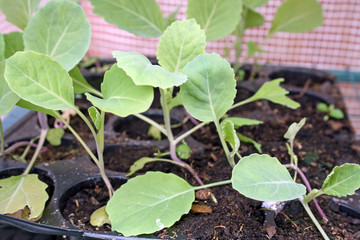 cabage seedlings