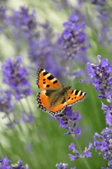 Tuinposter Papillon et lavande © PHILETDOM