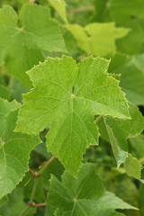 feuilles de vigne