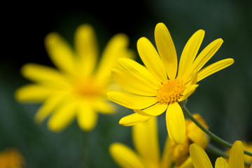 Yellow flower
