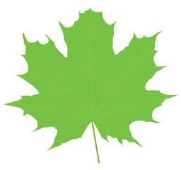 vector green maple leaf