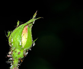 Blattläuse auf Rosenknospe (Macroaufnahme)