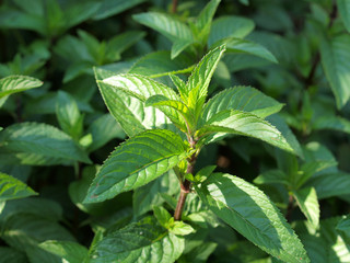 Peppermint