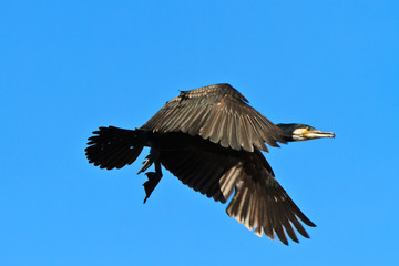 cormorant (phalacrocorax carbo )