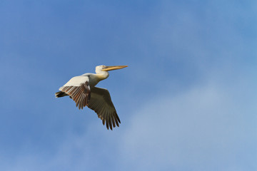 Dalmatian Pelican (Pelecanus crispus)