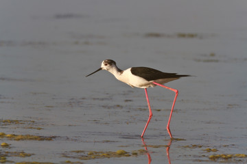 black winged stilt