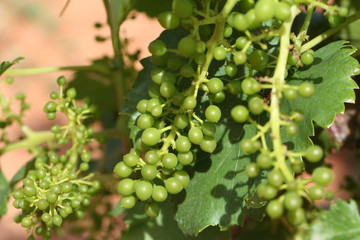 Macro de vigne au printemps