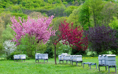 Small apiary