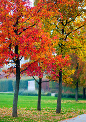 Fototapeta na wymiar Autumn maples
