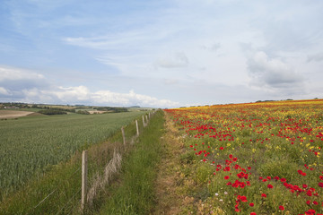 contrasting landscape