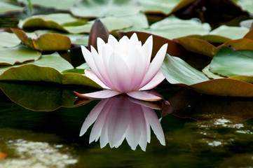 Nymphaea. Water plant