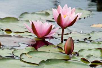 Озерная лилия © medwedja