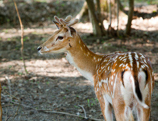 Fallow deer on the nature