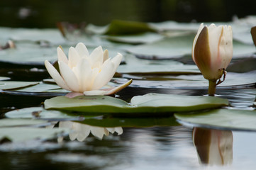 Weiße Lilien © medwedja