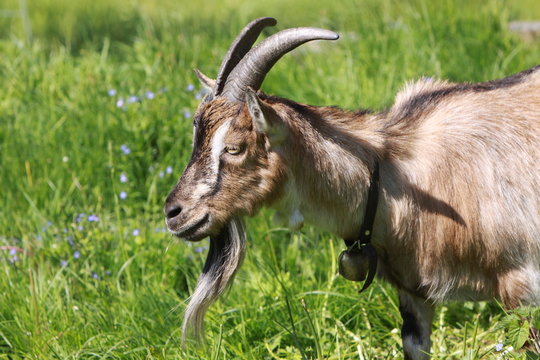 Hausziegen Bilder – Durchsuchen 1,397 Archivfotos, Vektorgrafiken und ...