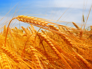 Wheat field against a blue sky
