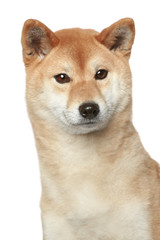 Shiba inu portrait on white background