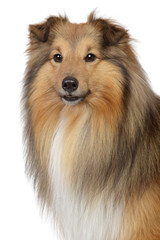 Shetland sheepdog on a white background