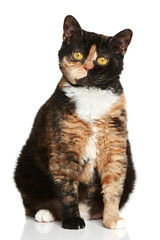 Selkirk rex breed cat