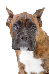 Boxer puppy on a white background