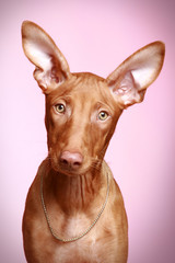 Pharaoh hound puppy on a pink background