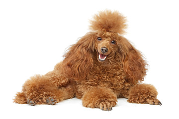 Red toy poodle puppy