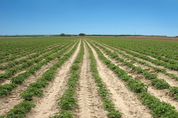 Fototapeta na wymiar Potato plantation
