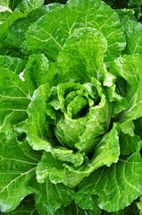 Obraz premium cabbage