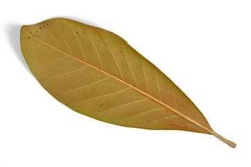 Fototapeta na wymiar persimmon leaf