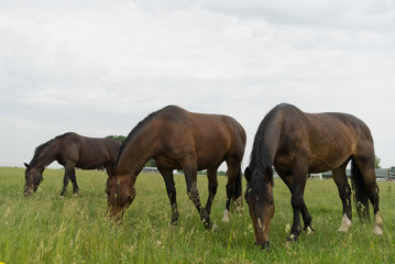 horse