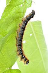 Caterpillar, eastern tent species